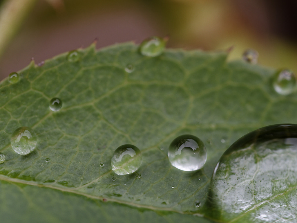 雨しずくぷるぷるシリーズ