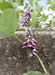 甘い匂いのタイワンクズくん