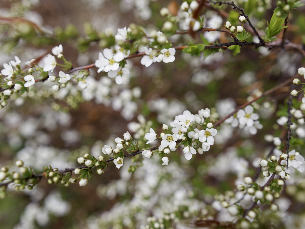ユキヤナギちゃん