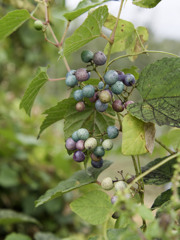 野生のぶどうちゃん