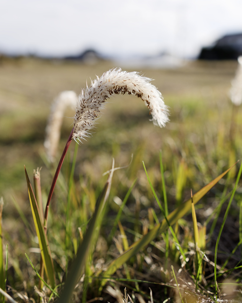 もしゅもしゅくん
