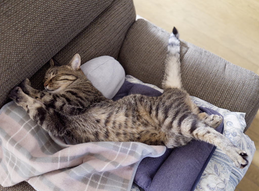 にゃんも