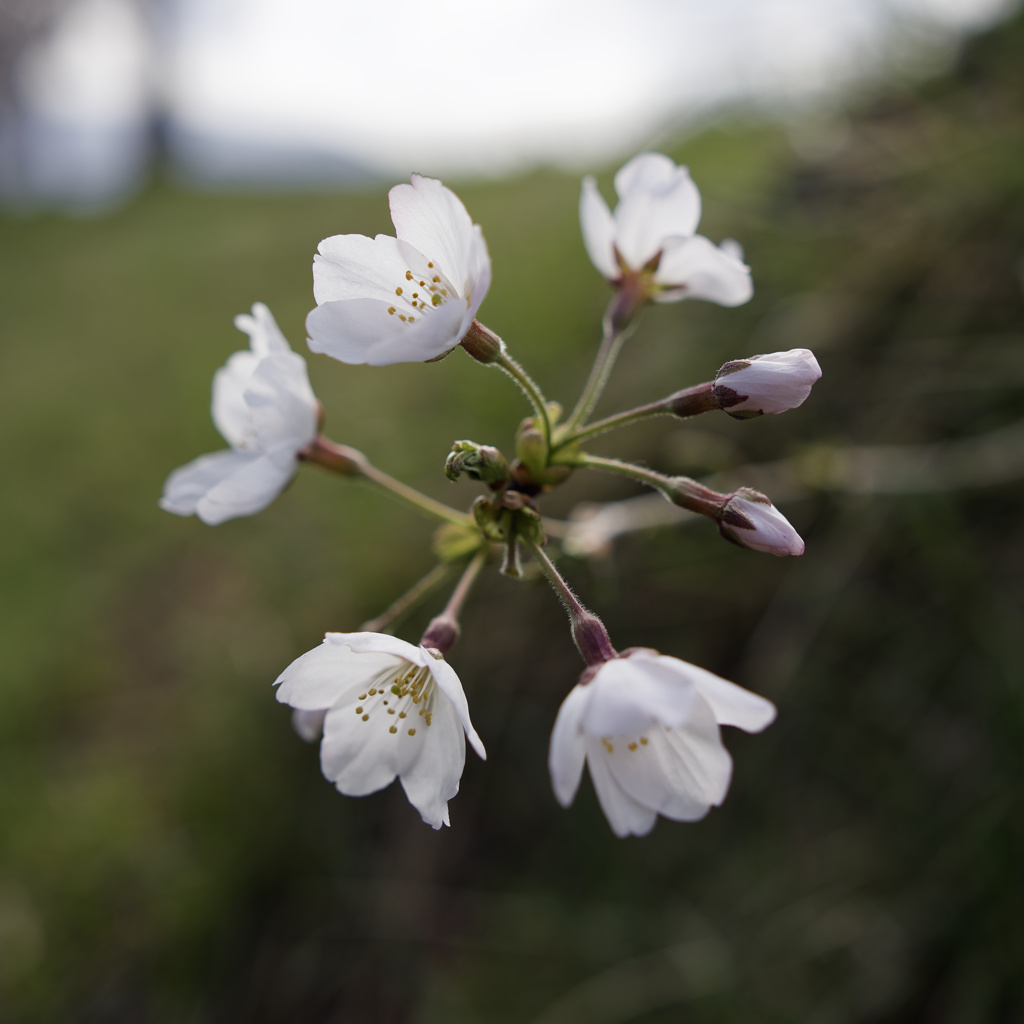 桜時計