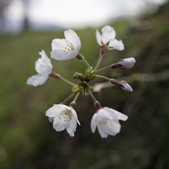 桜時計