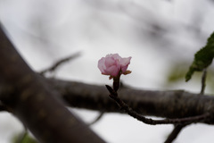 季節外れの桜