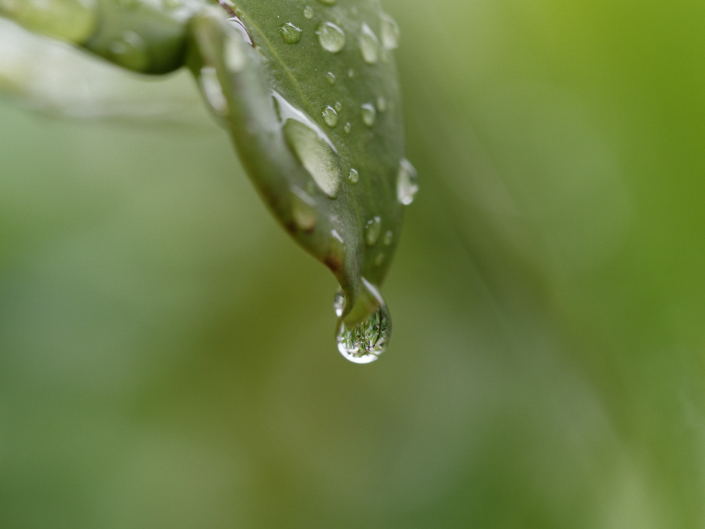 雨しずくぷるぷるシリーズ