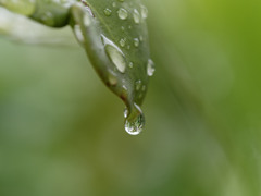 雨しずくぷるぷるシリーズ