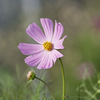 ちょっと早すぎるコスモス