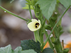 おしゃれデザインなオクラの花