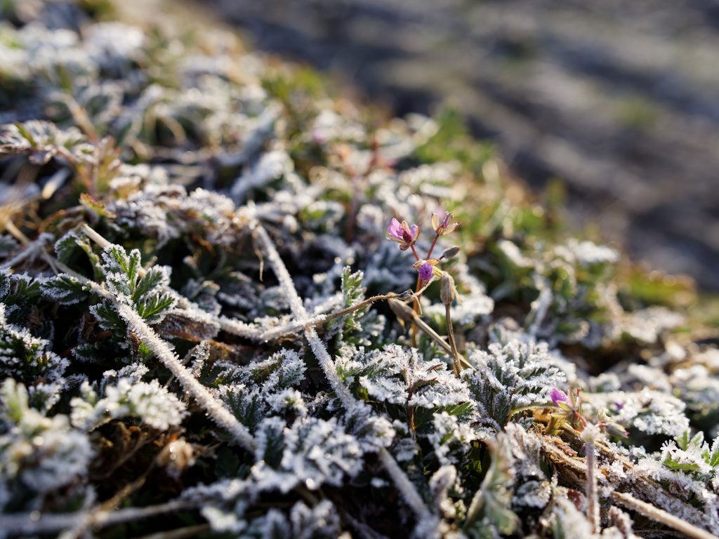 今朝も凍りぎみの草たち