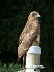 本日のトンビちゃんシリーズ