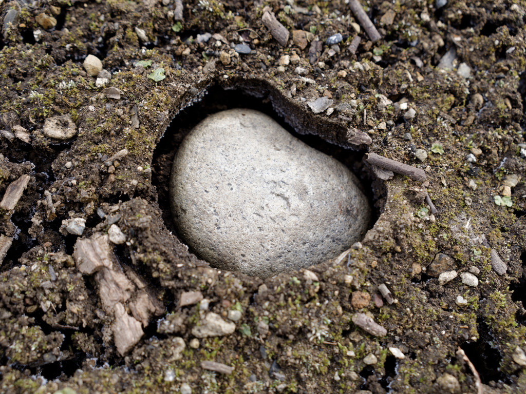 霜柱で周りが持ち上がった結果、沈んでしまった石くん