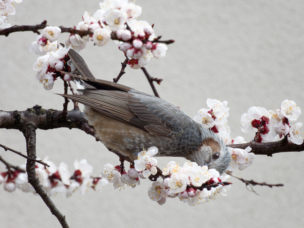 梅の花たべまくりバード