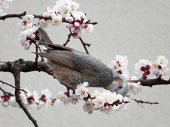 梅の花たべまくりバード