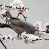 梅の花たべまくりバード
