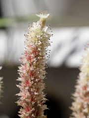 てっぺんまで咲きました