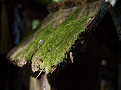 苔むし屋根