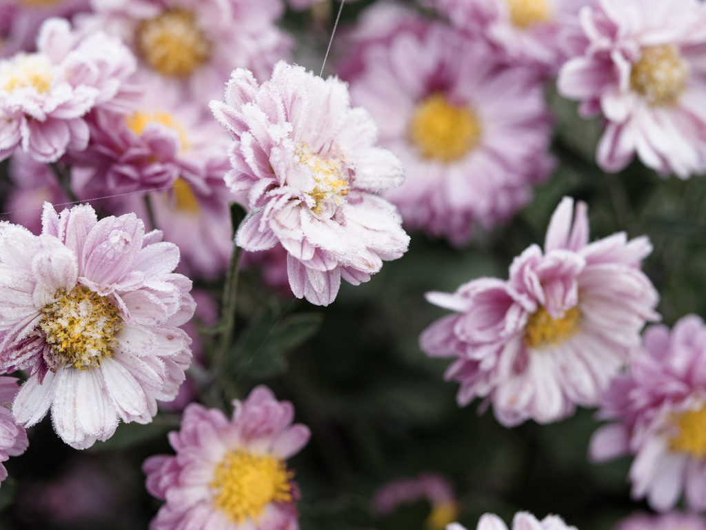 おはなちゃん feat. 初霜2024