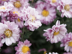 おはなちゃん feat. 初霜2024