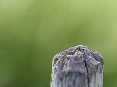 トンボ撮影あるあるシリーズ