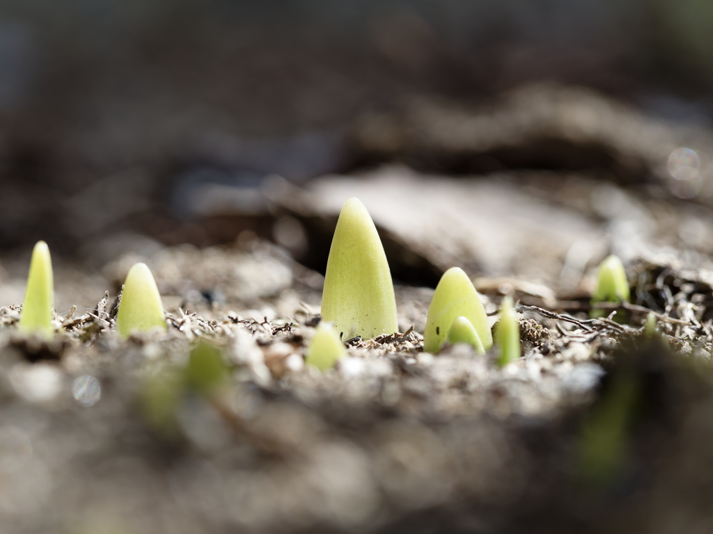 にょきにょきくんシリーズ