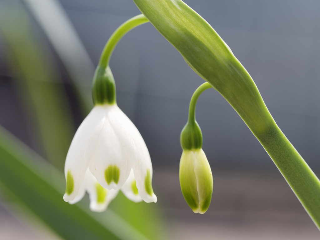 スノーフレークちゃん