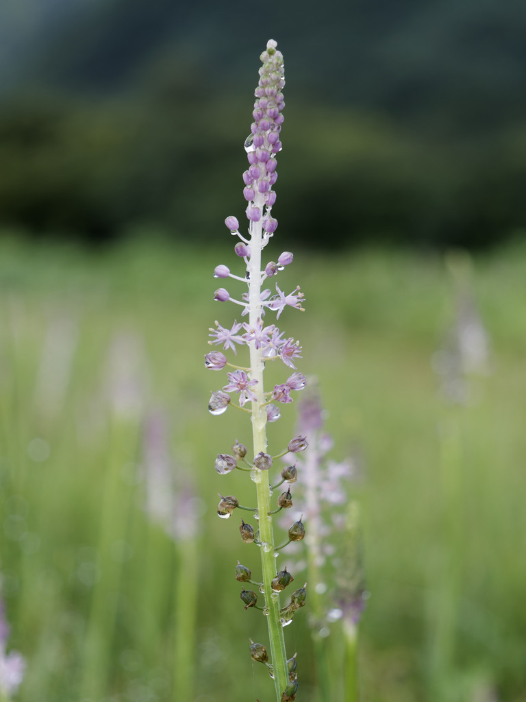 あめつゆジューシーシリーズ