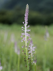 あめつゆジューシーシリーズ