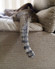 ねこのしり