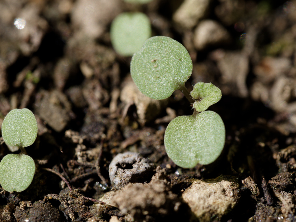 最近急増中のこまった草