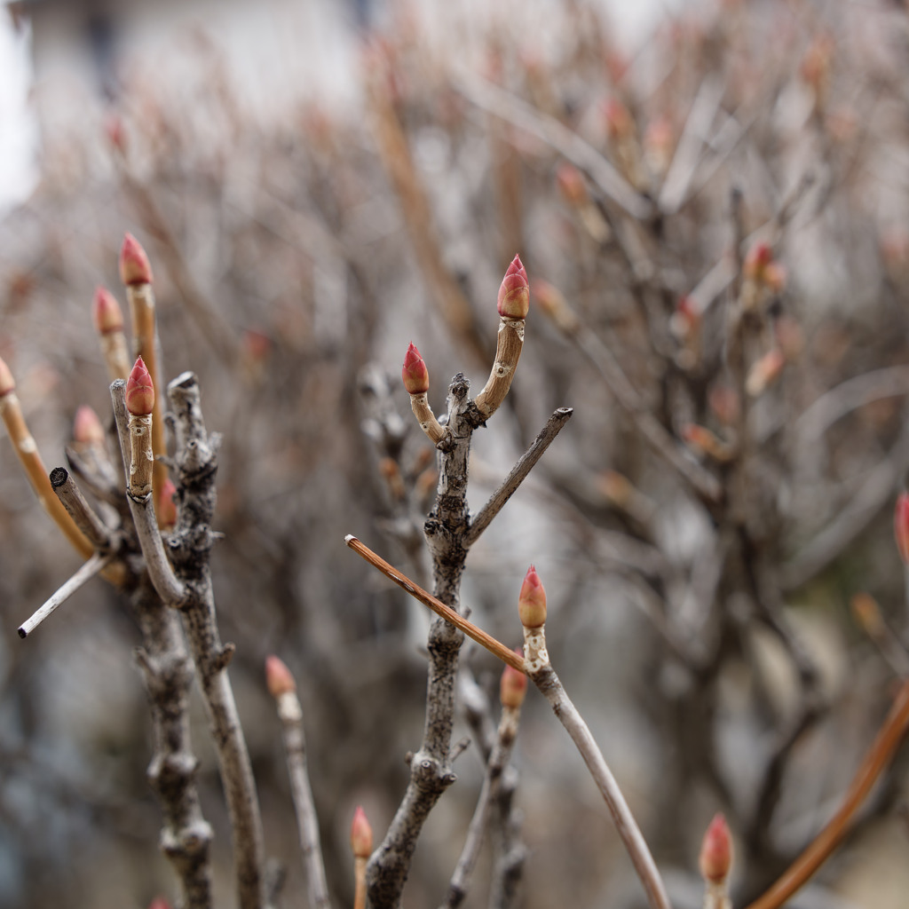 新芽スタンバイシリーズ