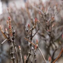 新芽スタンバイシリーズ