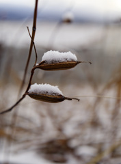 雪 on シランちゃん