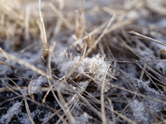 粉雪ふわふわくん