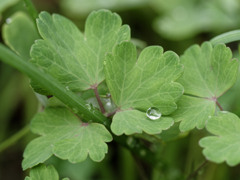 あめしずくぷるぷるシリーズ