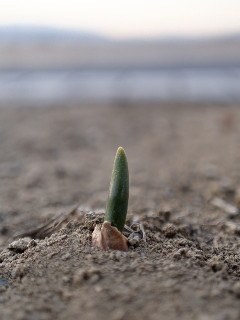 にょきにょきくん