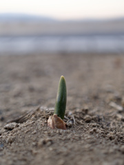 にょきにょきくん