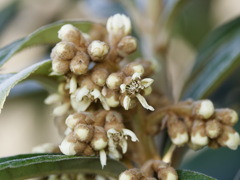 冬にこっそり咲くビワくん