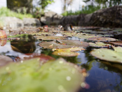 かえるくんたちが乗るやつ