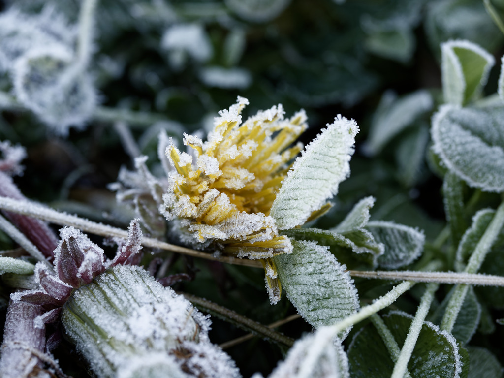 朝の冷凍植物シリーズ