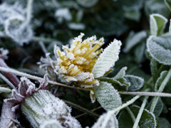 朝の冷凍植物シリーズ