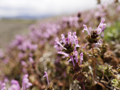 ホトケノゾーン