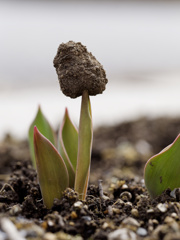 今朝もがんばってます