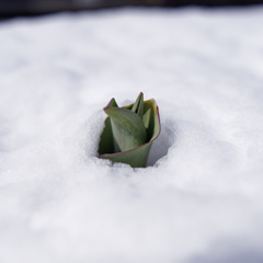 うもれチューリップ