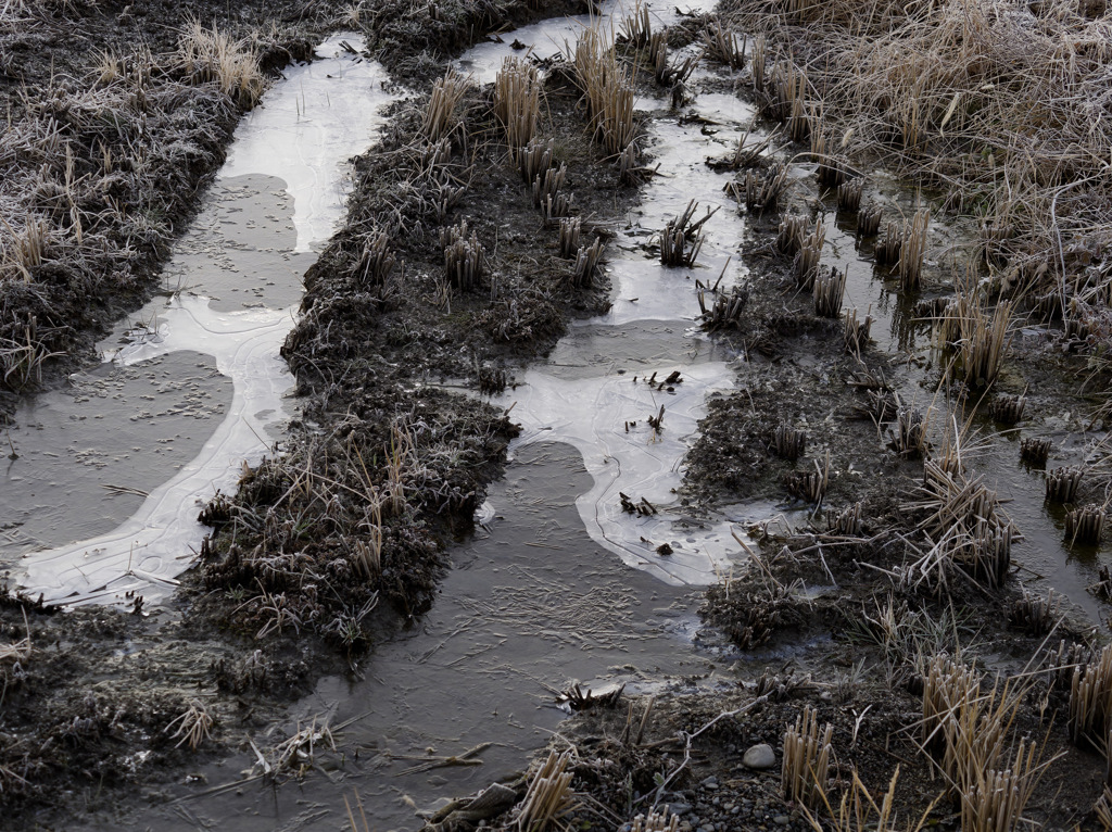 氷が張りました