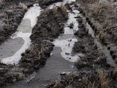 氷が張りました