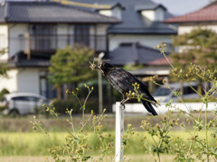 わら係