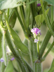 大豆のお花