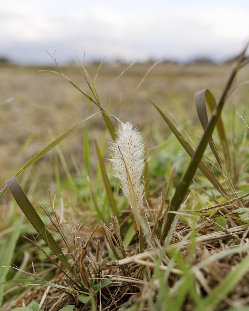 もしゃもしゃくん