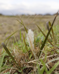 もしゃもしゃくん